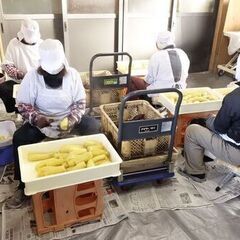 「訳あり べにはるかの平干し」2kg 3,000円----干し芋、干しいも、乾燥芋の画像