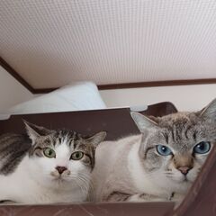お目目がクリクリの姉妹猫(姉妹での引取希望)