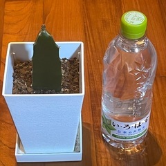 観葉植物の画像