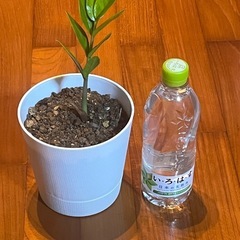 観葉植物