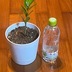 ランキングキーワードに紐づく投稿画像-観葉植物