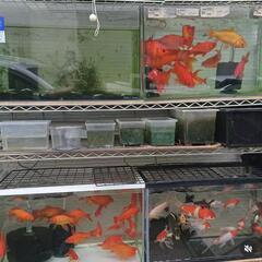 金魚