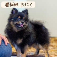 🐶🦴犬の整体モニター募集🐶🦴 - イベント