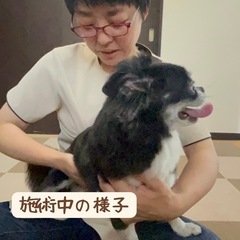 🐶🦴犬の整体モニター募集🐶🦴 - 名古屋市