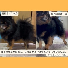 🐶🦴犬の整体モニター募集🐶🦴 − 愛知県