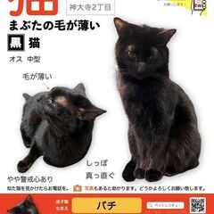 見つかりました！！(神奈川区神大寺)2/12から行方不明の迷い猫...