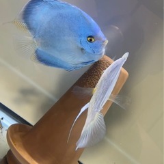ディスカスペア(産卵済み) (A) 首里のその他の中古あげます・譲ります|ジモティーで不用品の処分 ディスカスペア(産卵済み) (A) 首里のその他の中古あげます・譲ります|ジモティーで不用品の処分