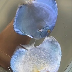 ディスカスペア(産卵済み) (A) 首里のその他の中古あげます・譲ります|ジモティーで不用品の処分 ディスカスペア(産卵済み) (A) 首里のその他の中古あげます・譲ります|ジモティーで不用品の処分