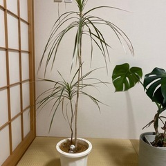 ドラセナ　観葉植物の画像