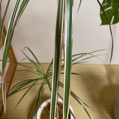 ドラセナ　観葉植物の画像