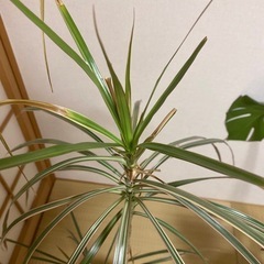 ドラセナ　観葉植物の画像