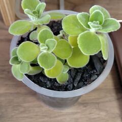 アロマティカス(根つき)