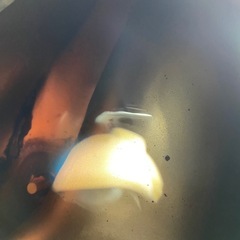 HONDA monkey ホンダ モンキー 50 z50j 引き取り 当方配送の画像