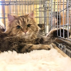 24日都内譲渡会モフモフ人馴れ愛嬌抜群💗 - 猫