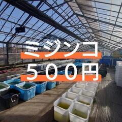 AQUAファーム無人販売所　メダカ、金魚、ミジンコ養魚場直送 - その他
