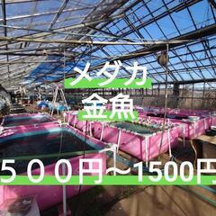 AQUAファーム無人販売所　メダカ、金魚、ミジンコ養魚場直送 − 埼玉県