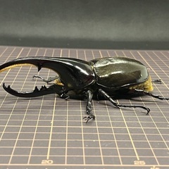 ヘラクレス　C68メテオ　ペア
