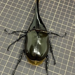 ヘラクレス　C68メテオ　ペアの画像