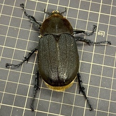 ヘラクレス　C68メテオ　ペアの画像