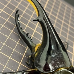 ヘラクレス　C68メテオ　ペアの画像