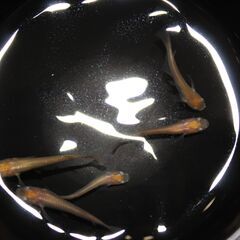 狛江市のメダカ販売｜お手頃価格でヒメダカをお届け！の画像