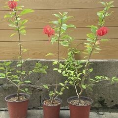 植物　フウリンブッソウゲ（風鈴仏桑花）の画像