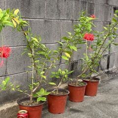植物　フウリンブッソウゲ（風鈴仏桑花）の画像