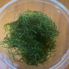 水草の画像