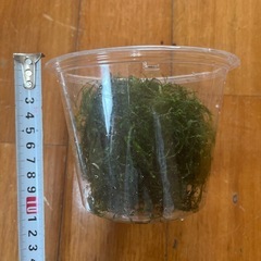 水草の画像