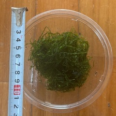 水草の画像