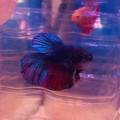 アクアリウム 熱帯魚 ベタ オス②