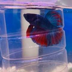 アクアリウム 熱帯魚 ベタ オス③
