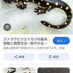 イモリ各種卵お譲りいただける方いませんか？🧐