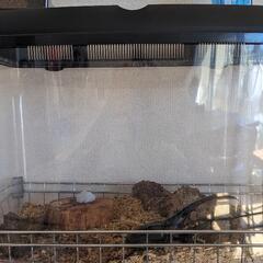 ヘラクレスオオカブトとオオクワガタ　ケース、餌つきの画像