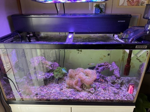 海水魚、