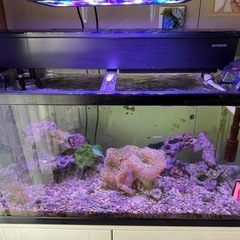 海水魚、の画像