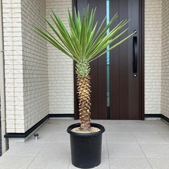 ユッカ・アロイフォリア（センジュラン）の画像