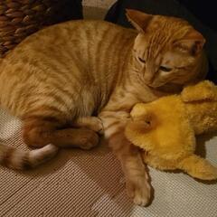 茶トラ 男の子 − 滋賀県