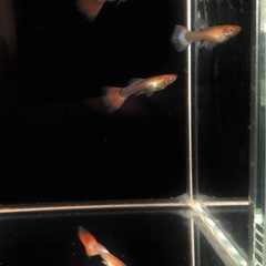 アルビノグッピーの画像