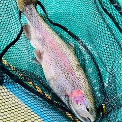 釣り友達募集！　エリアトラウト　ライトゲーム🎣