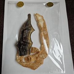 縁起物🐍マムシとシマヘビの抜け殻🐍