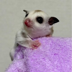 フクロモモンガ　プラチナホワイトフェイス女の子