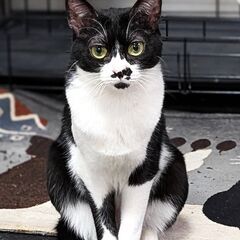 とっても懐っこく華奢なハチワレちゃん