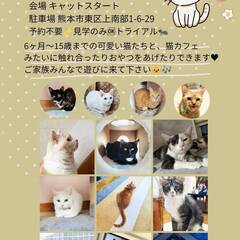 😺キャットスタート&😺にゃおこんち合同ふれあい譲渡会