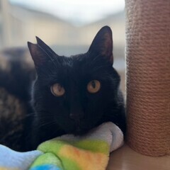 😺キャットスタート&😺にゃおこんち合同ふれあい譲渡会 − 熊本県