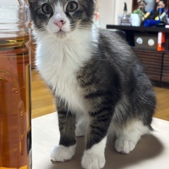 😺キャットスタート&😺にゃおこんち合同ふれあい譲渡会 - 熊本市