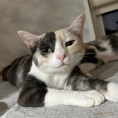 😺キャットスタート&😺にゃおこんち合同ふれあい譲渡会 - イベント