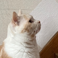 😺キャットスタート&😺にゃおこんち合同ふれあい譲渡会 - その他