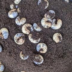 【無料】カブトムシ幼虫（２匹～）の画像