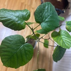 ウンベラータ 観葉植物
の画像
